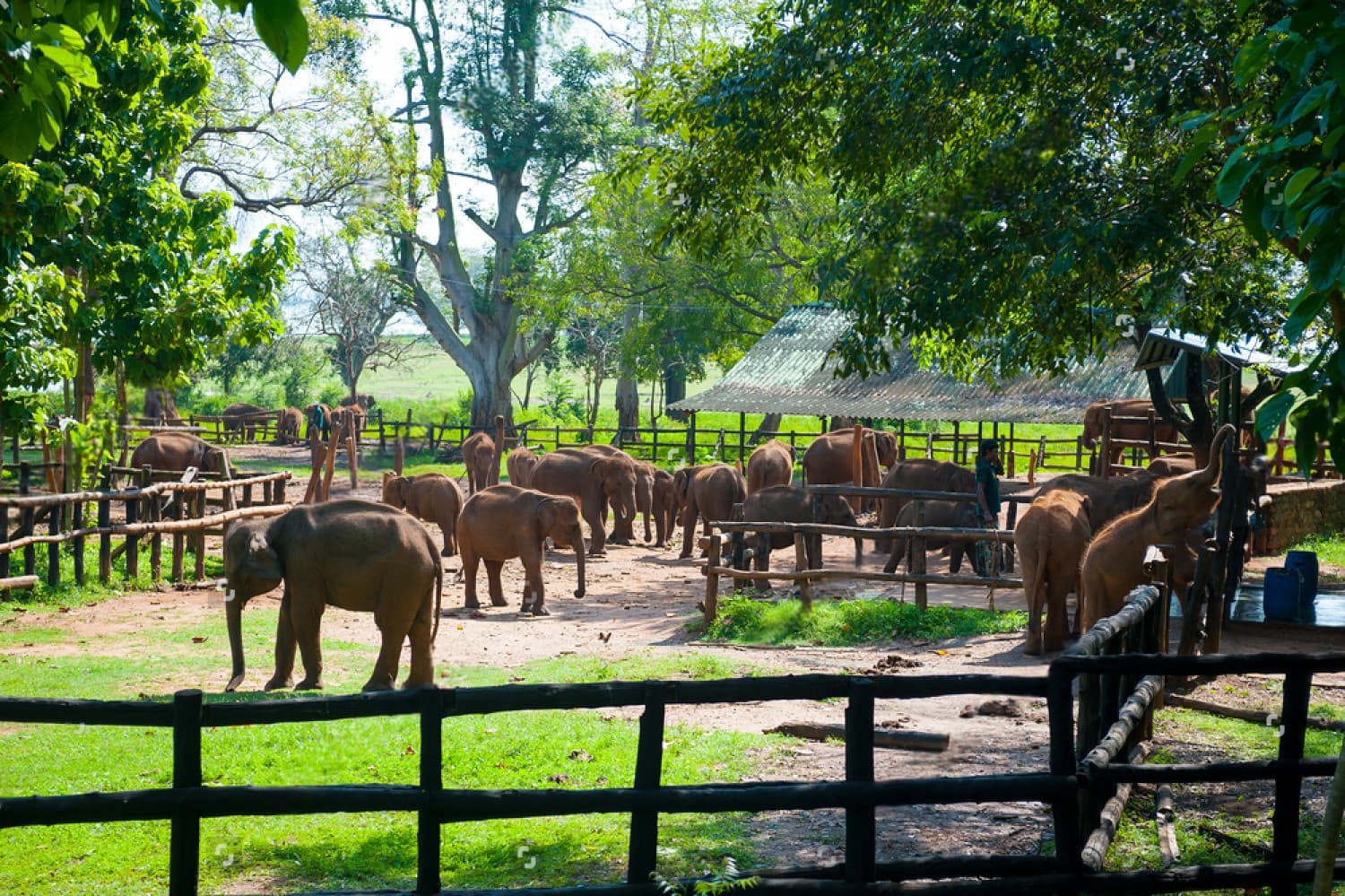 Safari sunset gathering