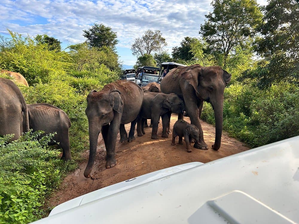 Elephant at Udawalawe Evening Safari