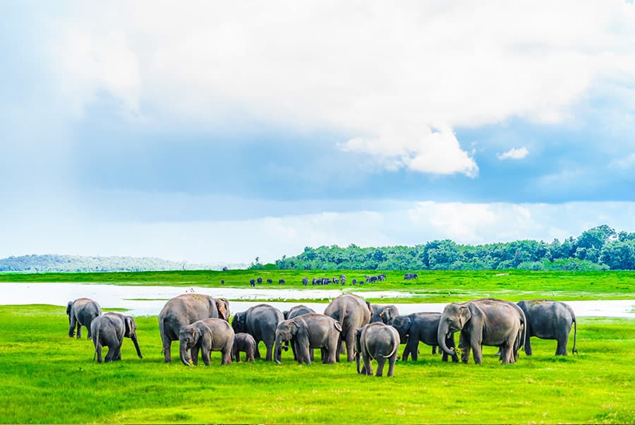 Elephants at Kaudulla National Park