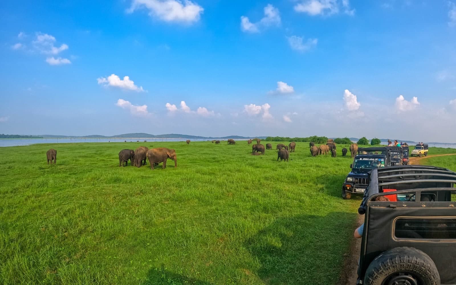 Kaudulla Elephant Safari