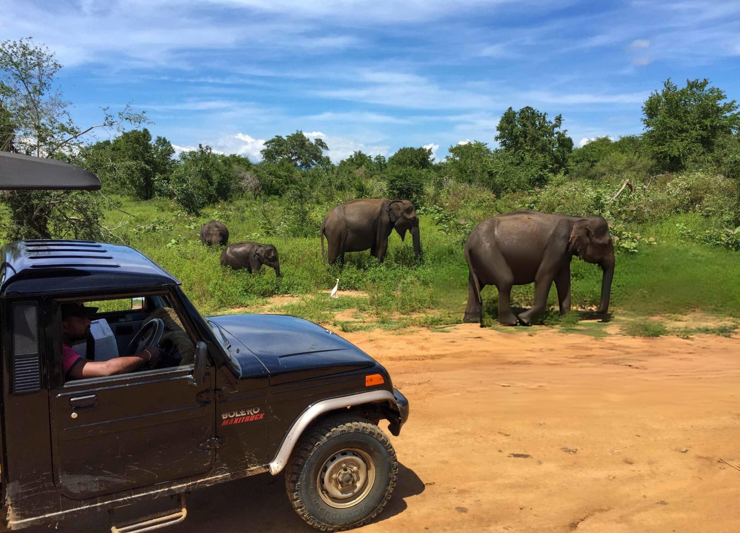 Authentic wildlife tracking experience at Udawalawe