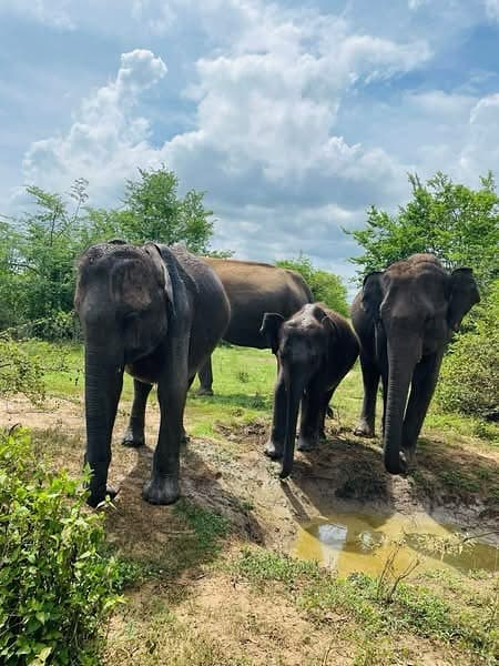 Expert tracker guiding guests through wilderness