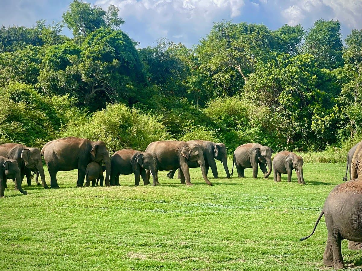 Exclusive Private Kaudulla Jeep Safari Experience