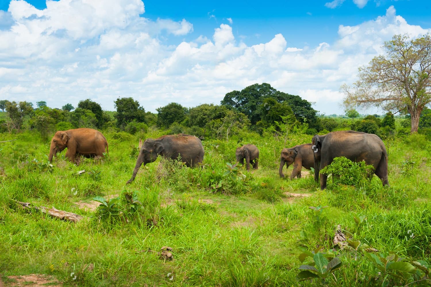 Udawalawe National Park - Elephant Herd