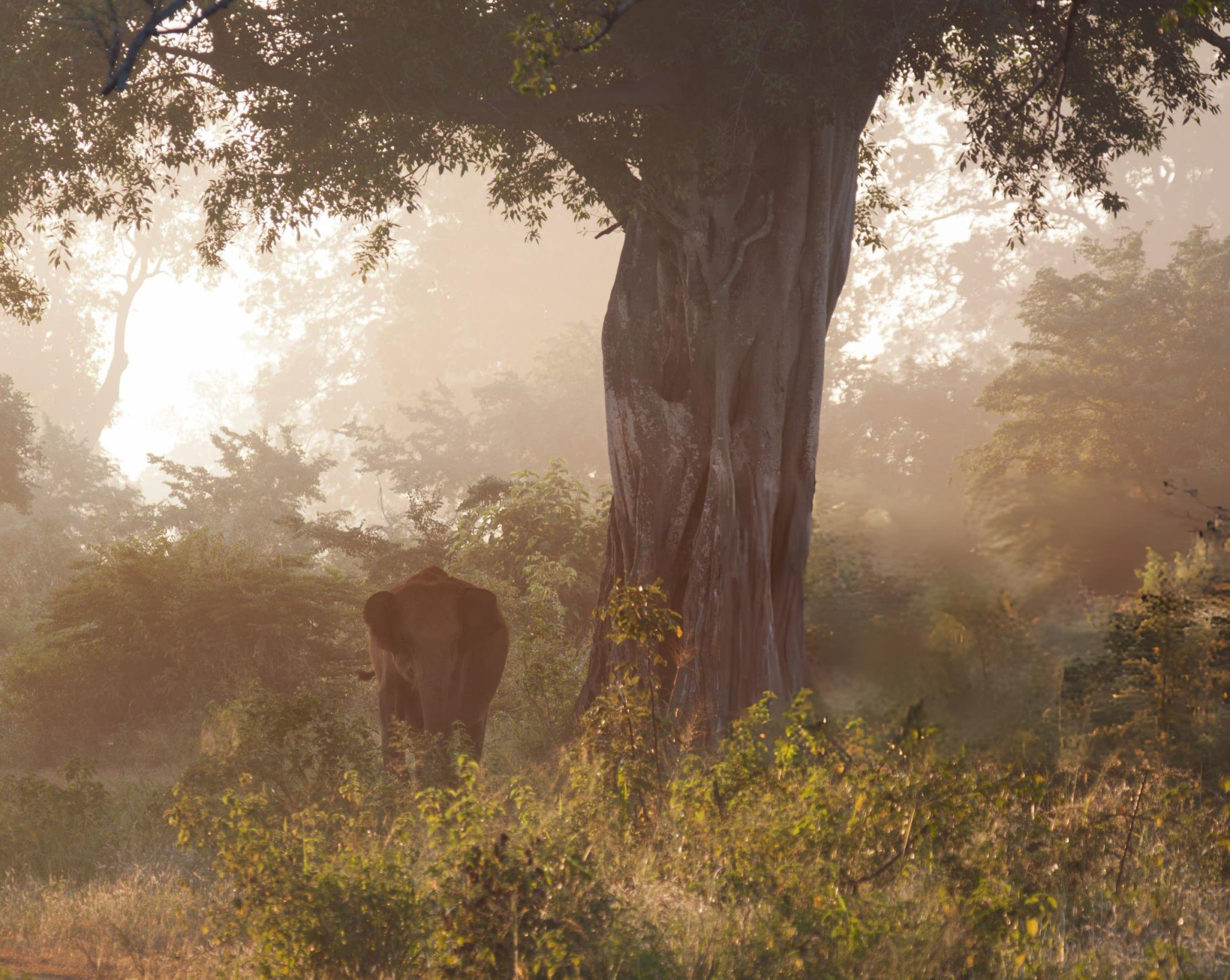 Private Udawalawe Morning Jeep Safari