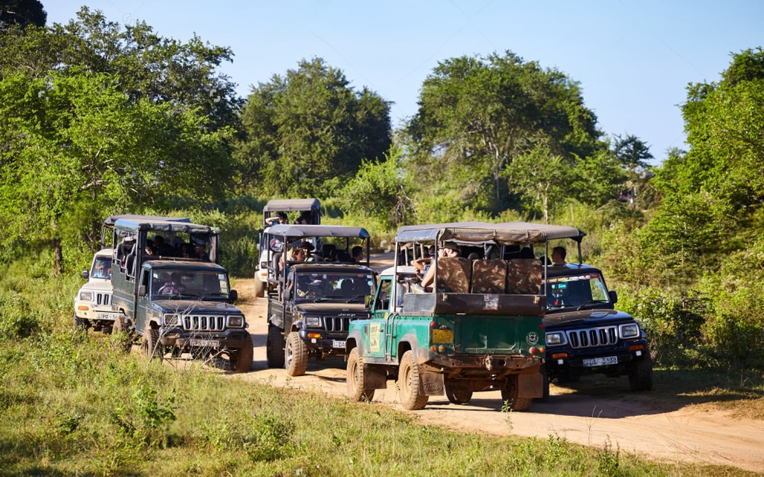 Busy safari season at Udawalawe National Park