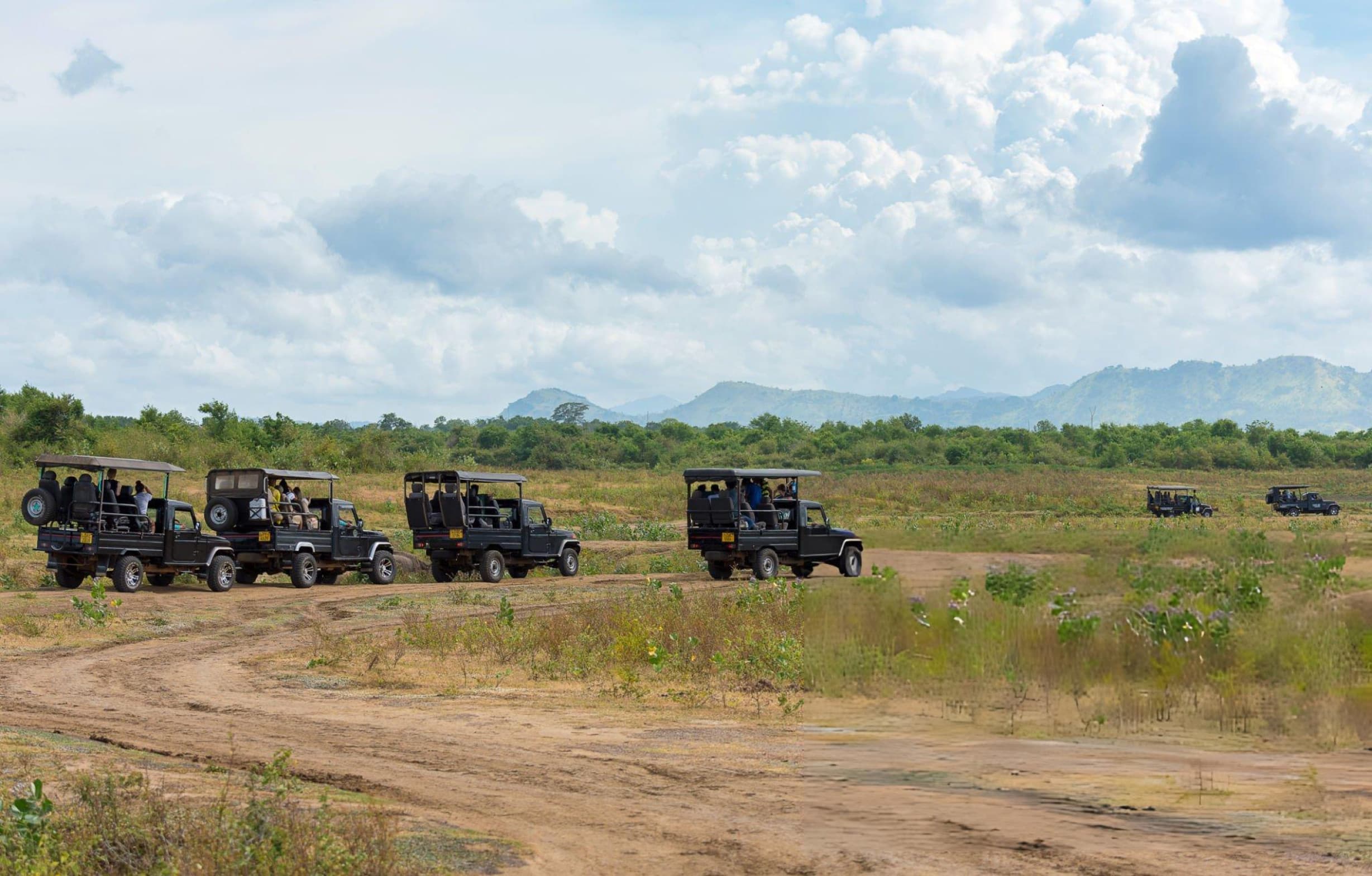 Elephants gathering at Udawalawe National Park