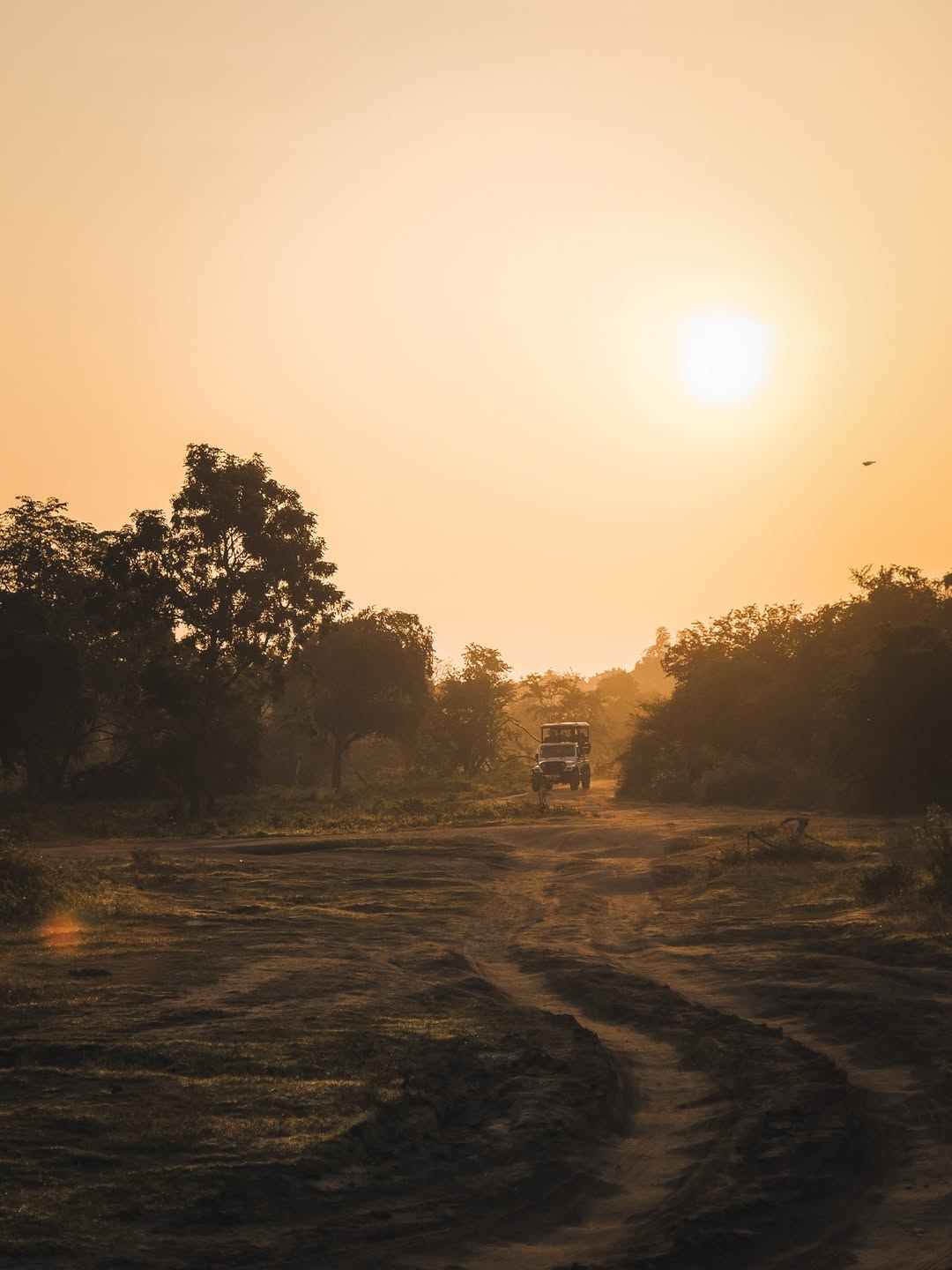 Elephant Herd at Dawn