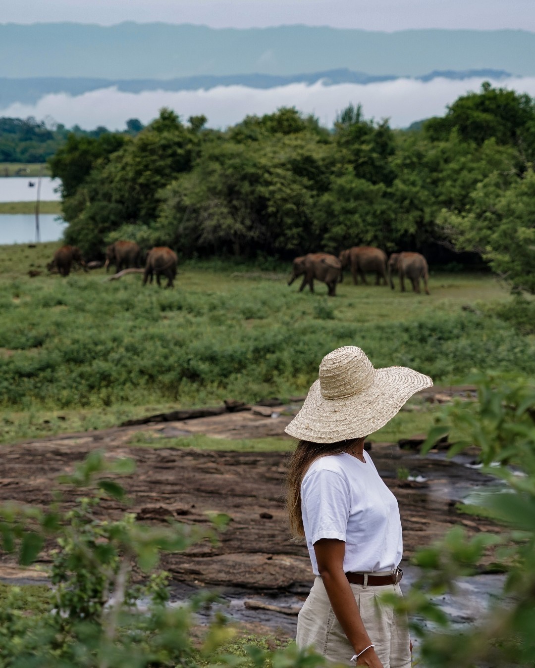 Painted Stork Colony