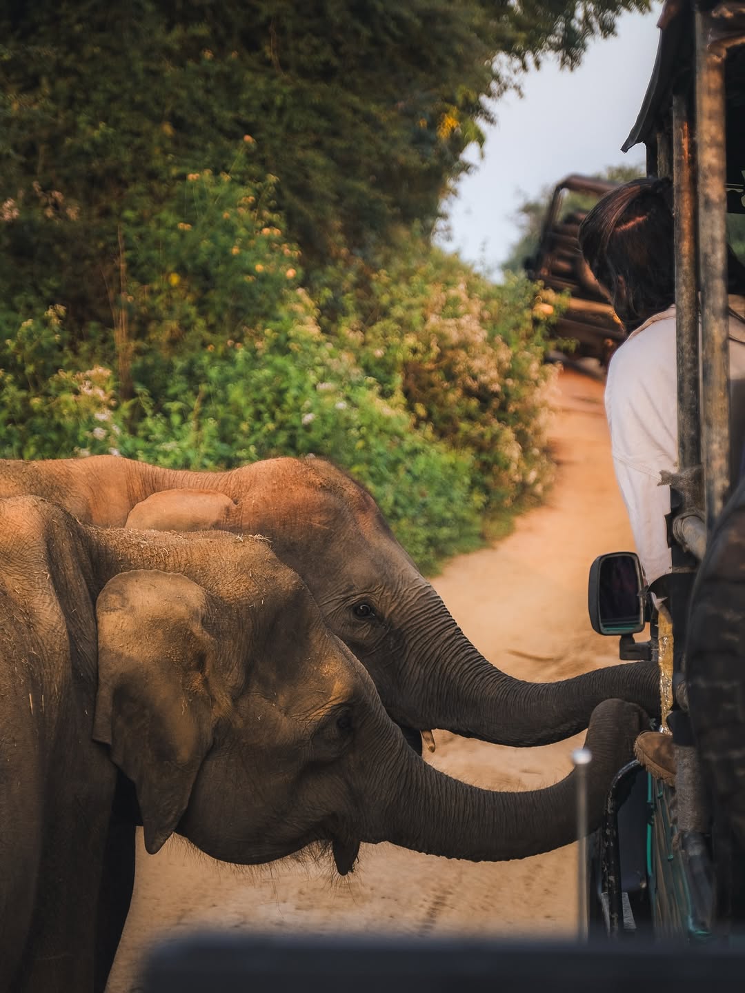 Golden Hour Wildlife